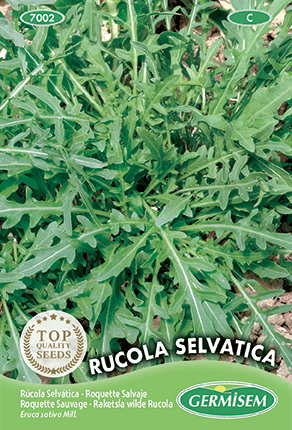 Roquette sauvage Rucola Selvatica