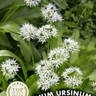 Ail des Ours Allium Ursinum