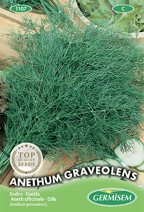 Graines-Seeds Aneth, Anethum graveolens