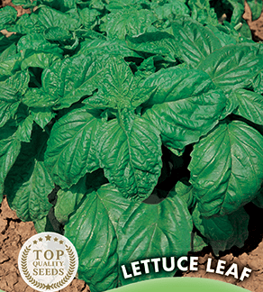 Basilic à feuilles de laitue Lettuce Leaf