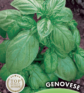 Basilic Genovese