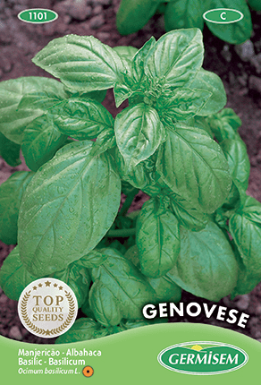 Basilic Genovese