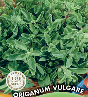 Marjolaine vivace Origanum Vulgare