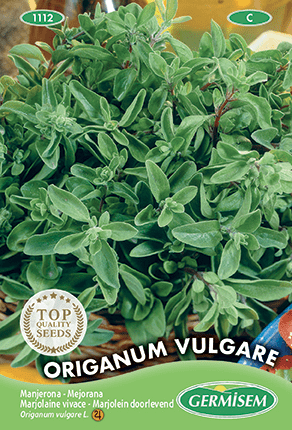 Marjolaine vivace Origanum Vulgare