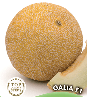 Melon Galia F1