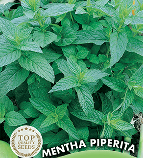 Menthe poivrée Mentha Piperita