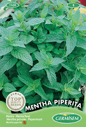 Menthe poivrée Mentha Piperita