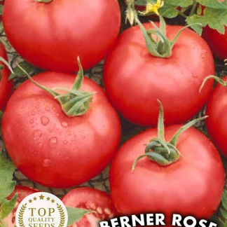 Tomate Rose de Berne