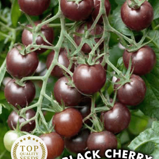 Tomate Cerise Black Cherry