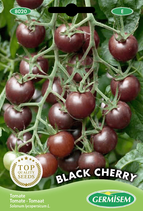 Tomate Cerise Black Cherry