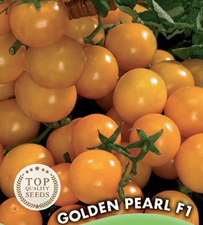 Tomate cerise Golden Pearl F1