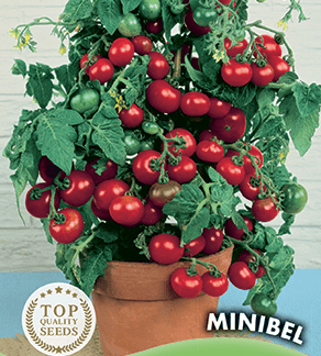 Tomate cerise pour pot Minibel