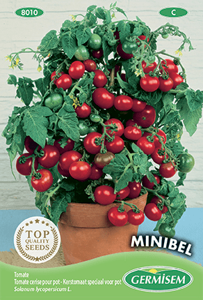 Tomate cerise pour pot Minibel