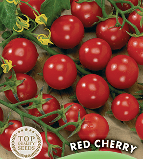 Tomate cerise Red Cherry