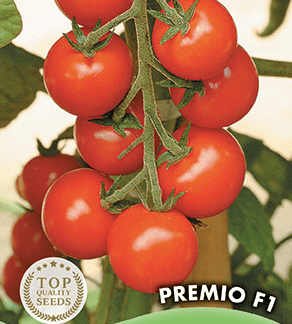 Tomate grappes Premio F1