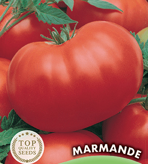 Tomate Marmande