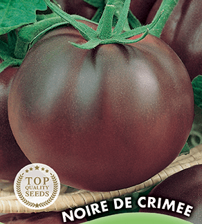 Tomate Noire de Crimée