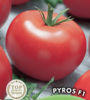 Tomate Pyros F1