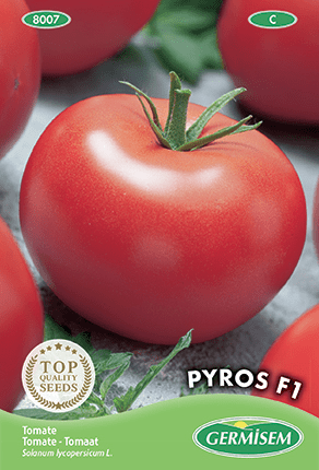 Tomate Pyros F1