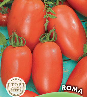 Tomate Roma