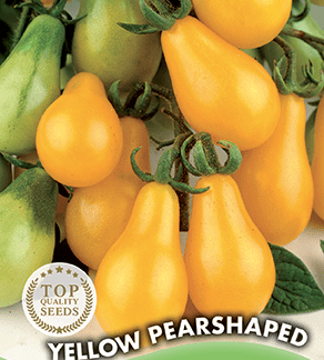 Tomate Yellow Pearshaped