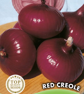 H.G.C.P. Germisem Oignon rouge Red Creole