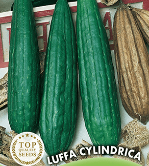 Courge éponge Luffa Cylindrica