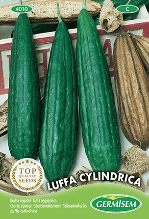 Courge éponge Luffa Cylindrica