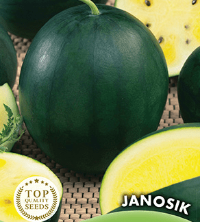 Melon d'eau pastèque jaune Janosik