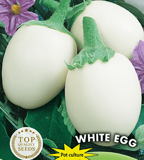 Aubergine pour pot White Egg
