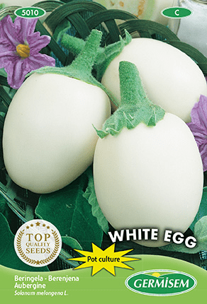 Aubergine pour pot White Egg
