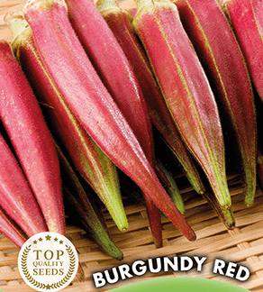 Okra gombo rouge Burgundy Red