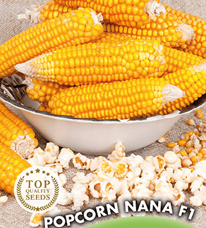 Maïs Popcorn Nana F1