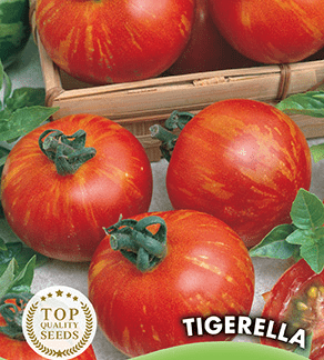 Tomate Tigerella