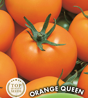 Tomate Orange Queen