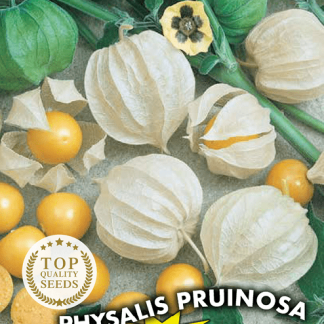 Groseille du Cap Physalis Pruinosa