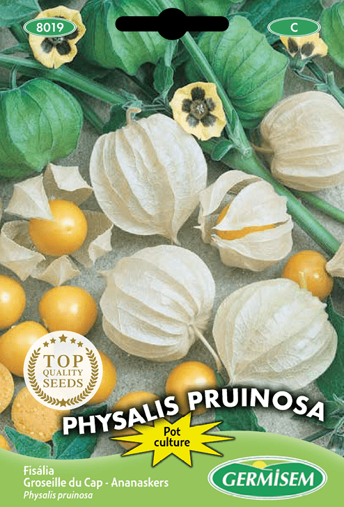 Groseille du Cap Physalis Pruinosa