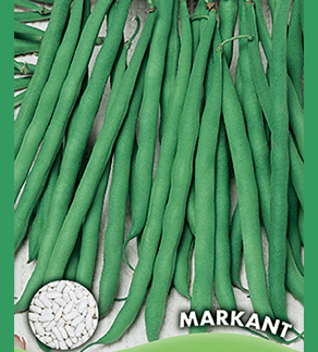 Haricot à rames mangetout Markant