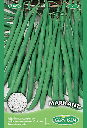 Haricot à rames mangetout Markant