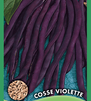 Haricot à rames mangetout Cosse Violette