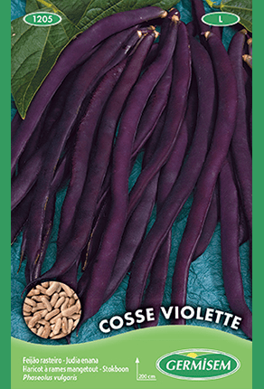 Haricot à rames mangetout Cosse Violette