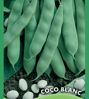 Haricot nain à écosser précoce Coco Blanc