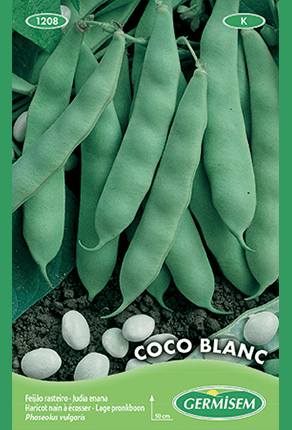 Haricot nain à écosser précoce Coco Blanc