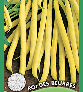 Haricot nain mangetout Roi des Beurres