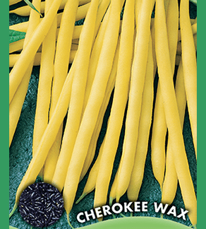 Haricot nain mangetout Cherokee Wax