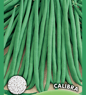 Haricot nain mangetout fin Calibra