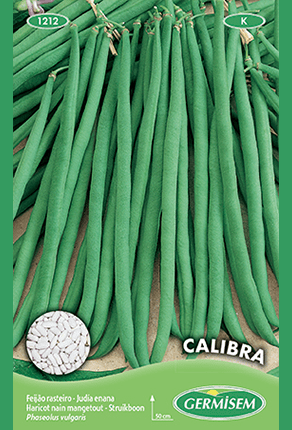 Haricot nain mangetout fin Calibra