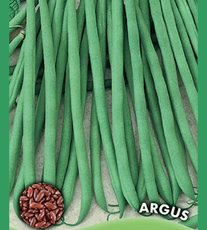 Haricot nain mangetout Argus