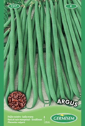 Haricot nain mangetout Argus