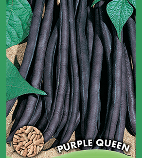 Haricot nain mangetout Purple Queen